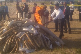 Mozambique makes a stand against wildlife crime
